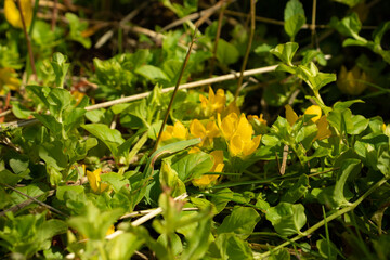 Yellow loosestrife closeup