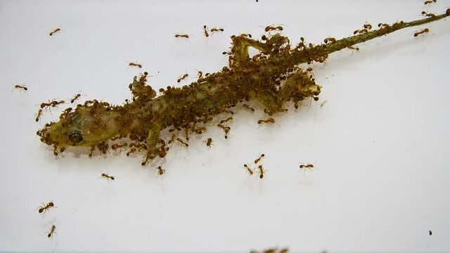 The Red Ant group is working together to bite the dead lizard. Animal timelapse.