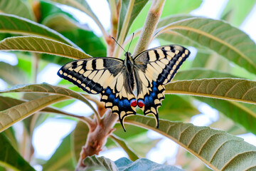 Beautiful butterfly on some plant leaf
