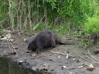  Wild beaver in natural habitat of river Wuhle close to the city of Berlin        