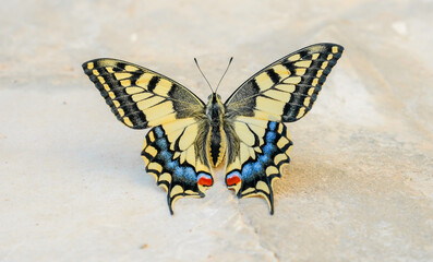 Beautiful butterfly on some plant leaf