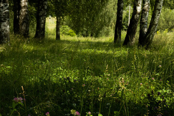 Forest glade with meadow herbs and birches - summer landscape.