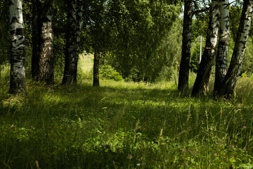 Forest glade with meadow herbs and birches - summer landscape.