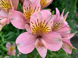 Pink, yellow, brown flowers with many petals overlapping.