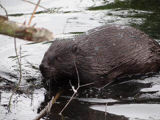  Wild beaver in natural habitat of river Wuhle close to the city of Berlin        