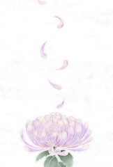 ハガキテンプレート　横菊一輪　紫