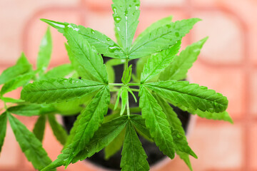 Close up marijuana and soft focus background,Cannabis leaves with water droplets,Medicinal herbs,Healthcare,leaf cutter,Medicine