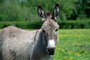  Donkey portrait close up 
