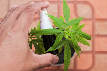 Close up marijuana and soft focus background,Cannabis leaves with water droplets,Medicinal herbs,Healthcare,leaf cutter,Medicine