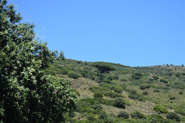 Fototapeta na wymiar Full nature, mountain and vegetation with clear sky
