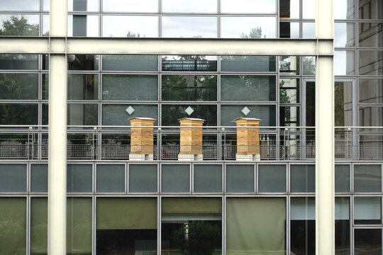 Ruches urbaines &agrave; Paris