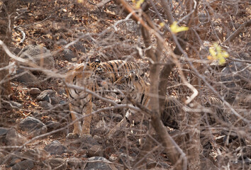 Ladali and her cub in the forest of Ranthambore Tiger Reserve