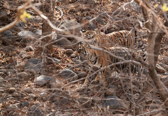Ladali and her cub in the forest of Ranthambore Tiger Reserve