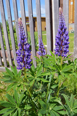 Naklejka premium Lupin