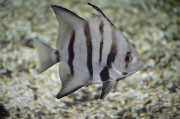 Fantastic Striped Atlantic Spadefish Swimming under the Water