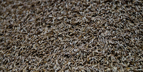 indian raw spice cumin seeds jeera top view background, Background Texture of Dried Cumin Seeds Also Know as Caraway, jira or jeera Its seeds are used in the cuisines of many different cultures