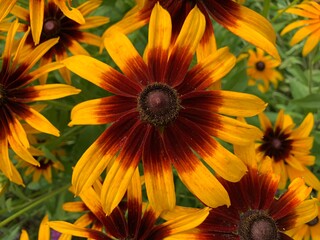 black-eyed susan Brownish-brown flowers, brown stamens in the center, many long petals