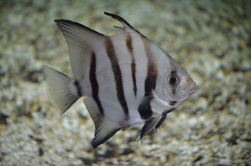 Great Spadefish Swimming Along the Ocean's Bottom