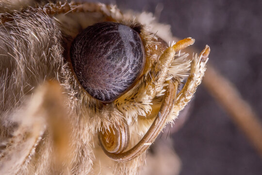macro of a moth - Powered by Adobe