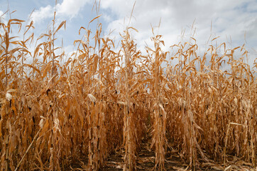 Golden corn field in the eastern Bulgaria