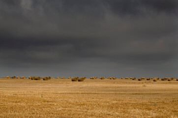 Fototapeta premium Straw bales in the fields of northern Bulgaria