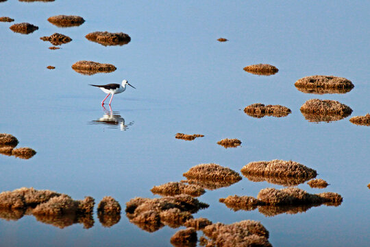 Black-winged stilt walks away from me, the bird "Cavaliere d'Italia" walks in a swamp, Castel Volturno.