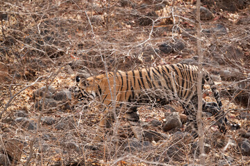 Tigress Ladali cub in the forest of Ranthambore Tiger Reserve