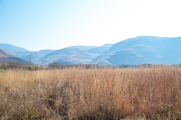 African savanna grassland with winter dry grass and mountains in the distance with clear blue skies out of focus and with grain