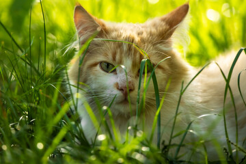 Fluffy cat lies in the grass on a bright sunny summer day