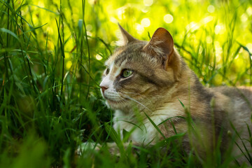 Portrait of a beautiful cat in dense grass, summer mood and stray animals