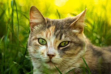 Close portrait of a beautiful cat in dense grass, summer mood and stray animals
