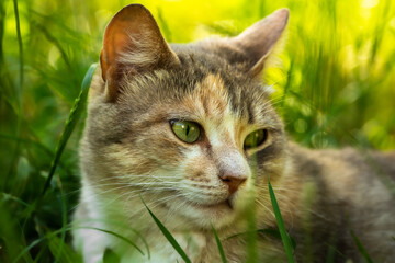 Close portrait of a beautiful cat in dense grass, summer mood and stray animals