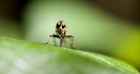 Fototapeta premium Insecte macro