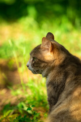 Cat from the back against a background of beautiful summer greenery