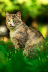 Naklejka na ściany i meble Full-length cat on a background of summer greenery, a stray animal in nature