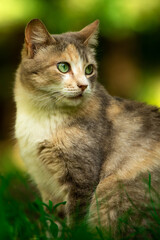 Naklejka na ściany i meble Portrait of a cat on a background of summer greenery, a stray animal in nature