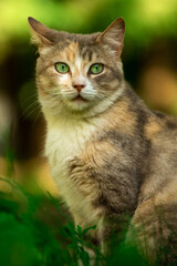 Naklejka na ściany i meble Portrait of a cat on a background of summer greenery, a stray animal in nature