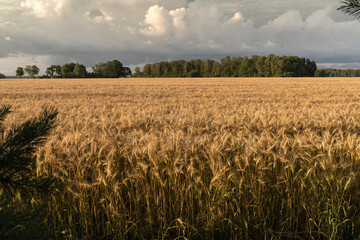 view of a cereal field, already yellow, landscape view with trees on the horizon