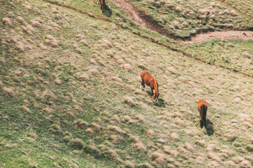 Fototapeta premium Horses Grazing On Green Mountain Slope In Spring In Mountains Of Georgia