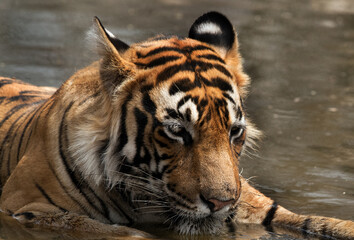 Fototapeta na wymiar Tiger cub cooling in a water hole, Ranthambore Tiger Reserve