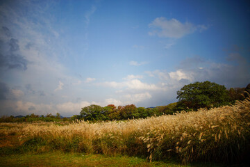Fototapeta premium autumn landscape with blue sky