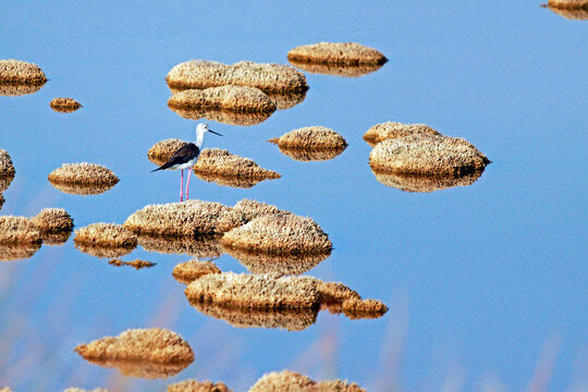 Black-winged stilt walks away from me, the bird "Cavaliere d'Italia" walks in a swamp, Castel Volturno.