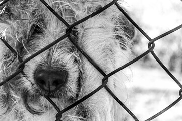sad dog behind a fence