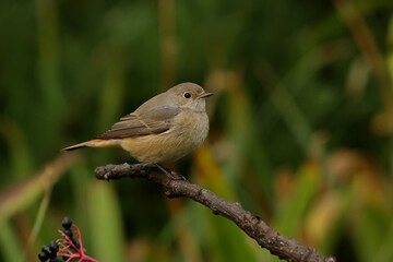 Fototapeta premium robin on a branch