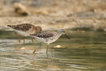 Marsh Sandpipers feeding at Asker marsh, Bahrain