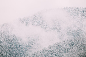 Pines And Spruces, Fir-trees Covered First Snow. Forest Growing On Rocky Slope Of Mountains. Misty Winter Nature Landscape