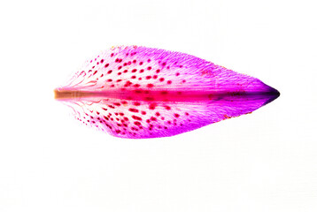 A closeup shot of a pink stargazer lily flower with orange-brown anthers