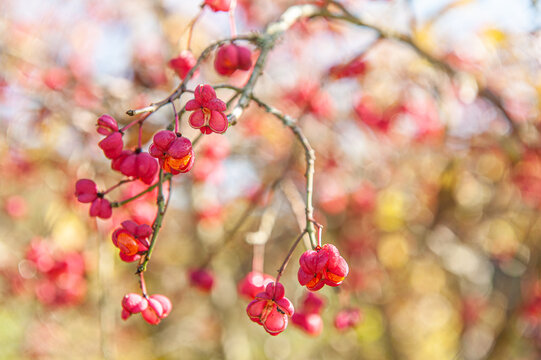 Giftpflanze Pfaffenhütchen Euonymus europaeus Früchte vor unscharfem Hintergrund