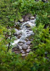 River in the middle of the forest.
