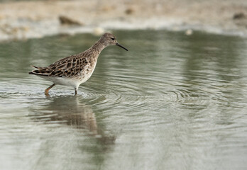 Wood Sandpiper feeding at Asker marsh, Bahrain